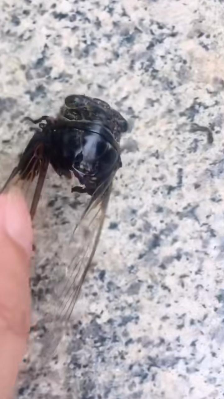这是生命最悲壮的底色，只要还有一口气，它都会奋力爬行！这是对死亡最用尽全力的拒绝