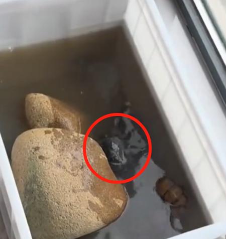 加热棒自动控温失效，持续升温，一缸乌龟全被“煮熟”！
男子说，这个加热棒去年用的