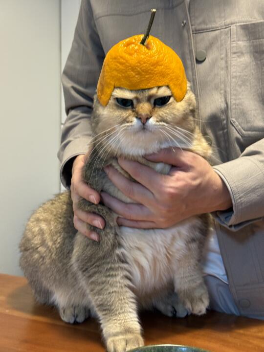 小猫咪的脸可以多臭