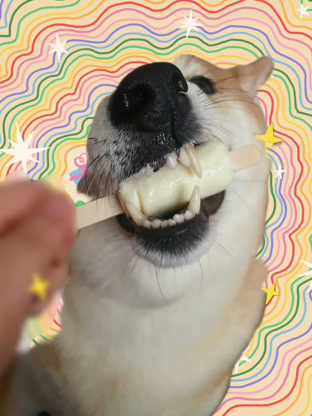 邪恶小狗੯‧̀͡⬮ ᐕ)⁾⁾早 ​​​