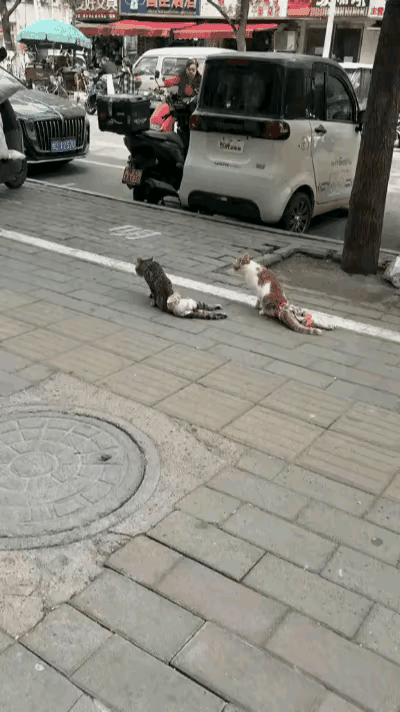 街头偶遇的一幕，看得人瞬间鼻酸，满心都是心疼与无力！
 
路人在街边发现两只流浪