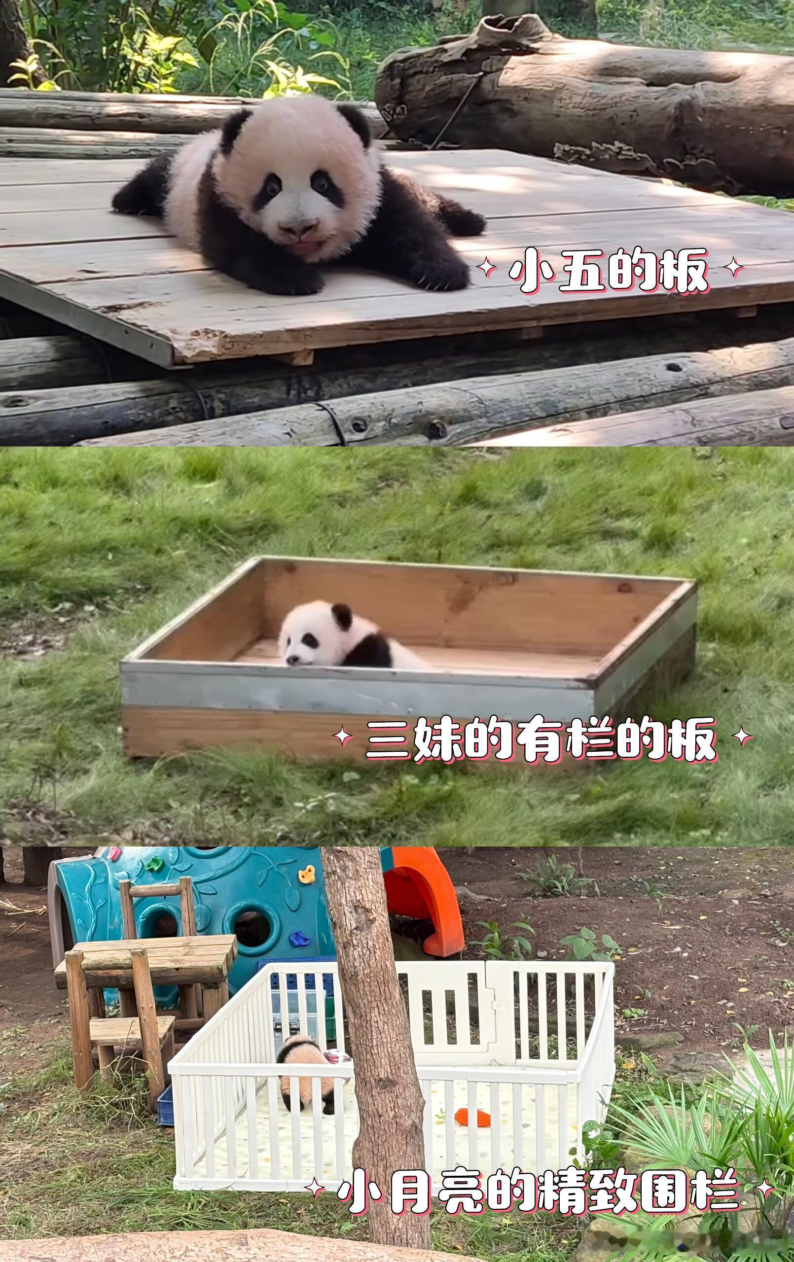 穷养儿子富养女，虫洞养娃越来越精致了，但是这越精致娃越叛逆