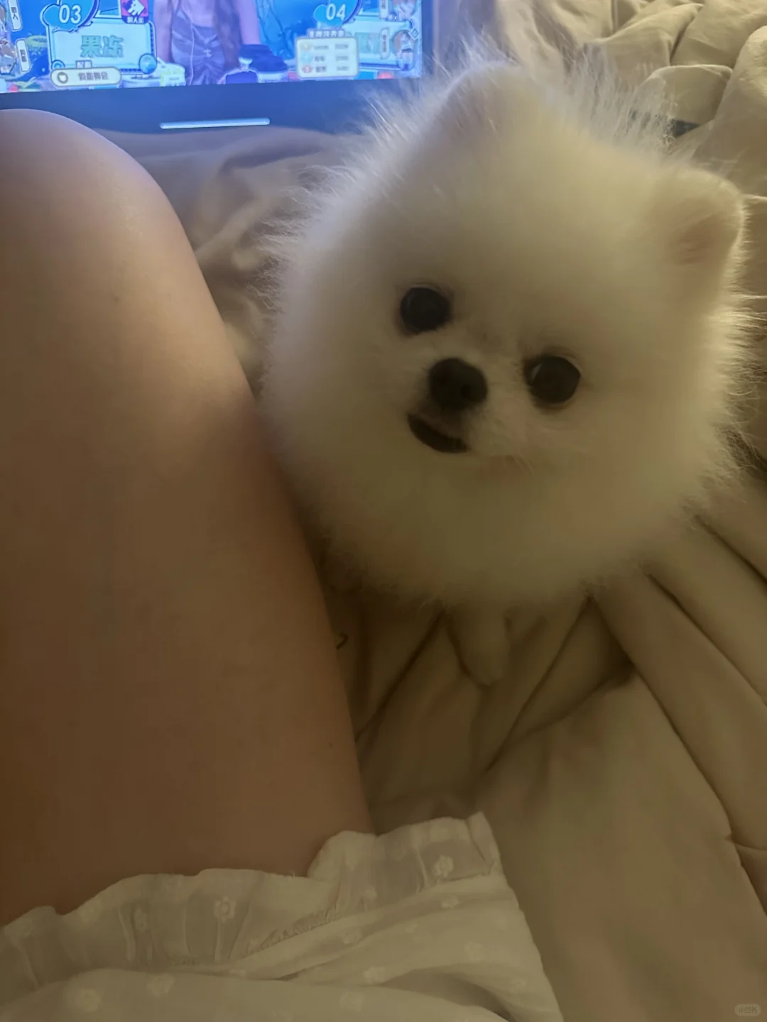 白色陪睡小团子