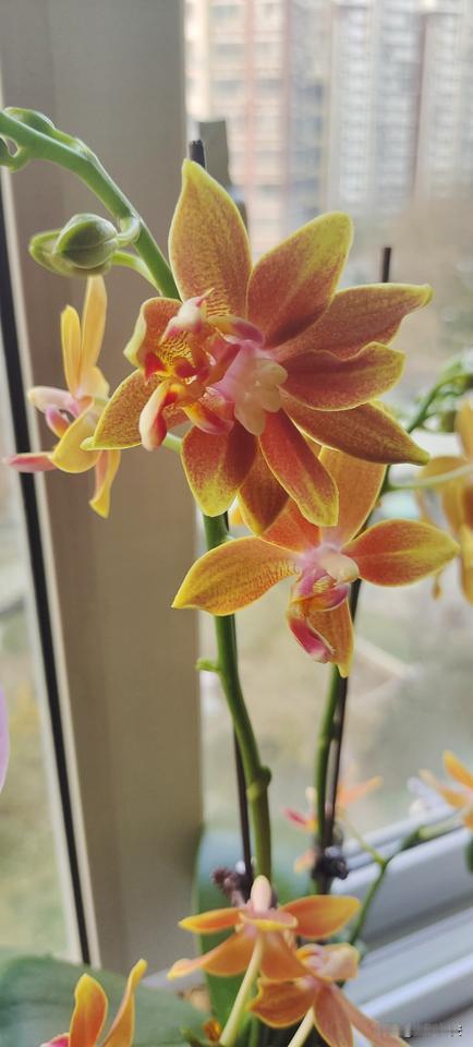 今天我手中的股票跌去了4000多元，我仍然拿着，我想明天就会修复的大盘要跌吗 炒