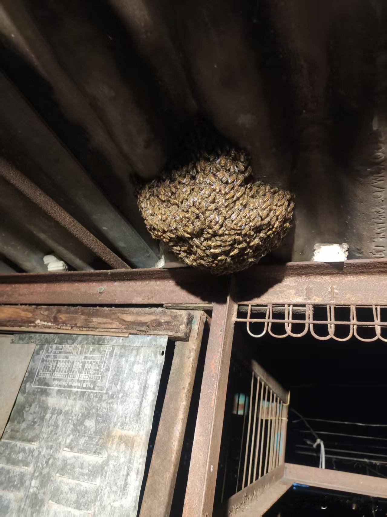 这是在我哥哥家楼顶上发现的蜂巢，但不知道是什么蜂巢，有谁知道这是什么蜂巢，求解！