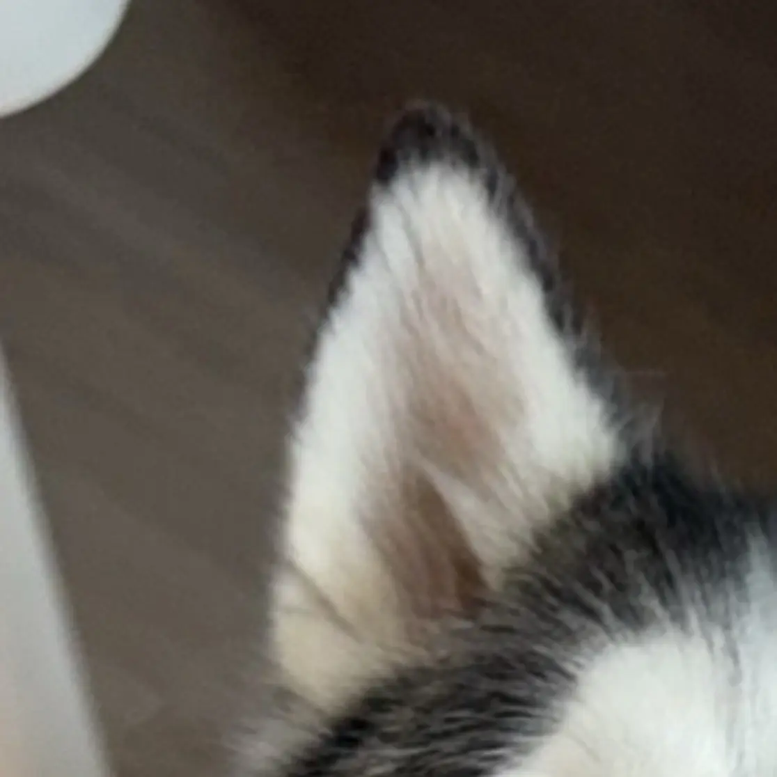 猜猜我是谁