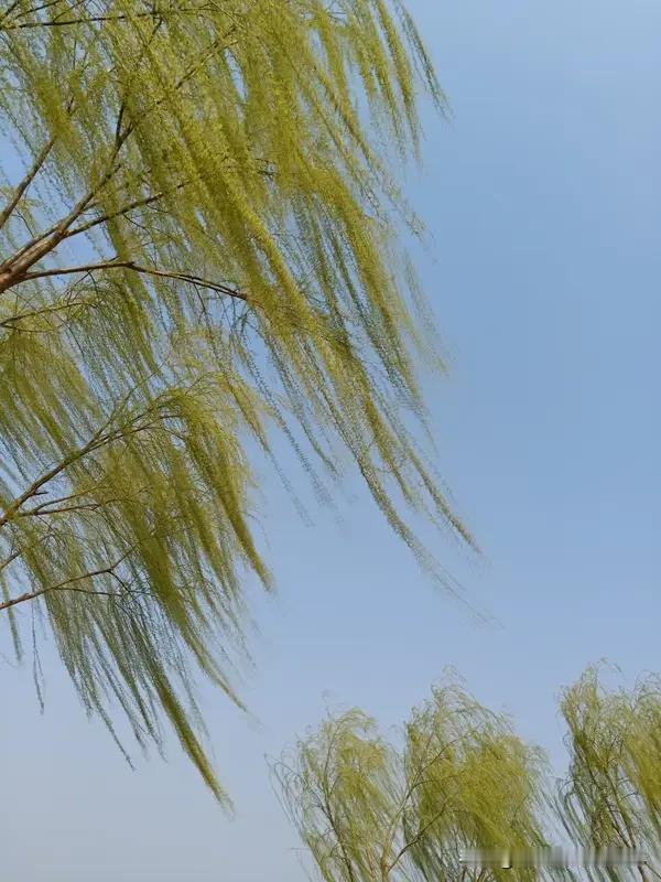 上联：浅浅深深河中水，有请下联下联:疏疏密密柳间风