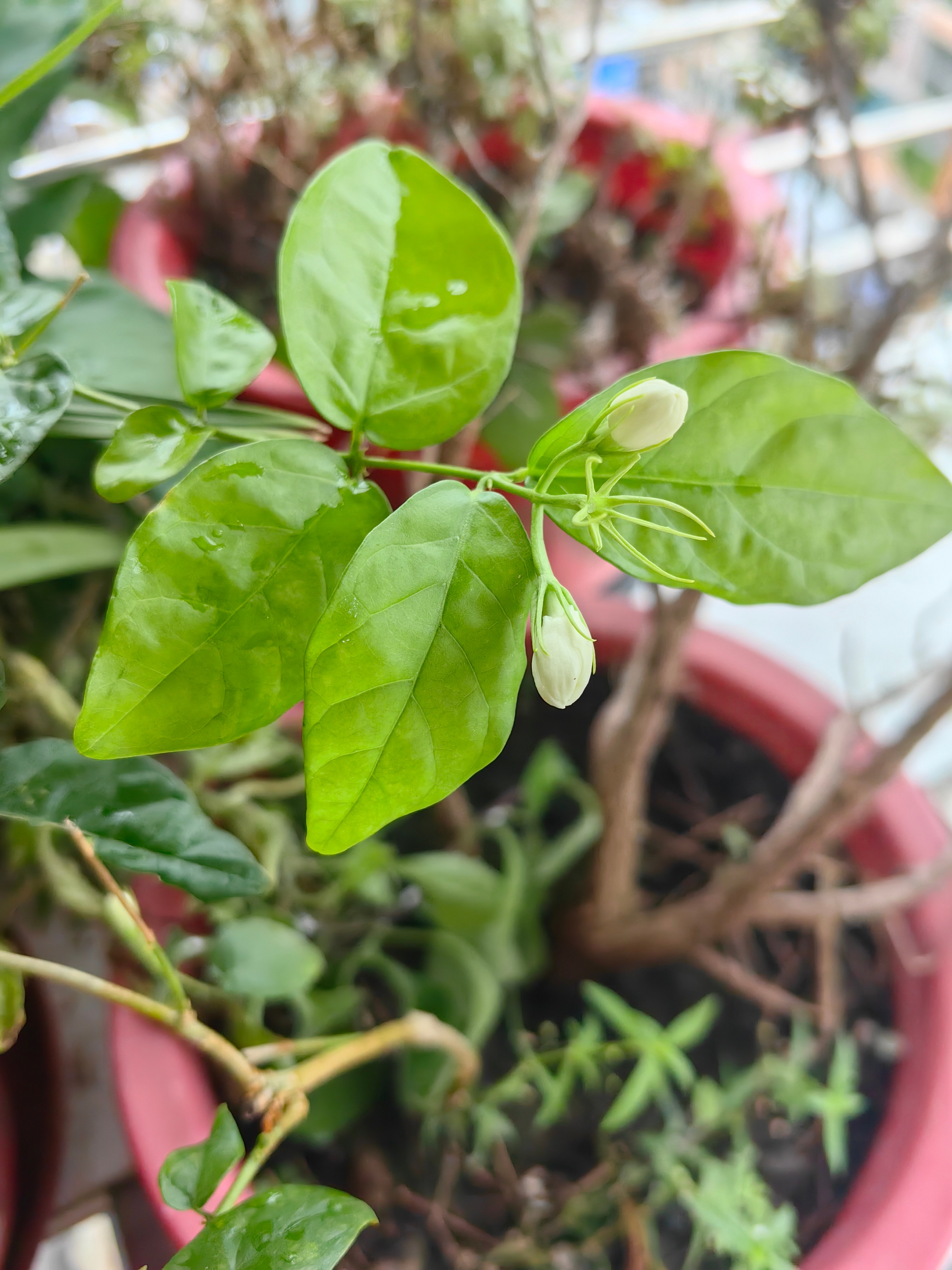 茉莉花又要开花了。独秀一枝也要开花。 