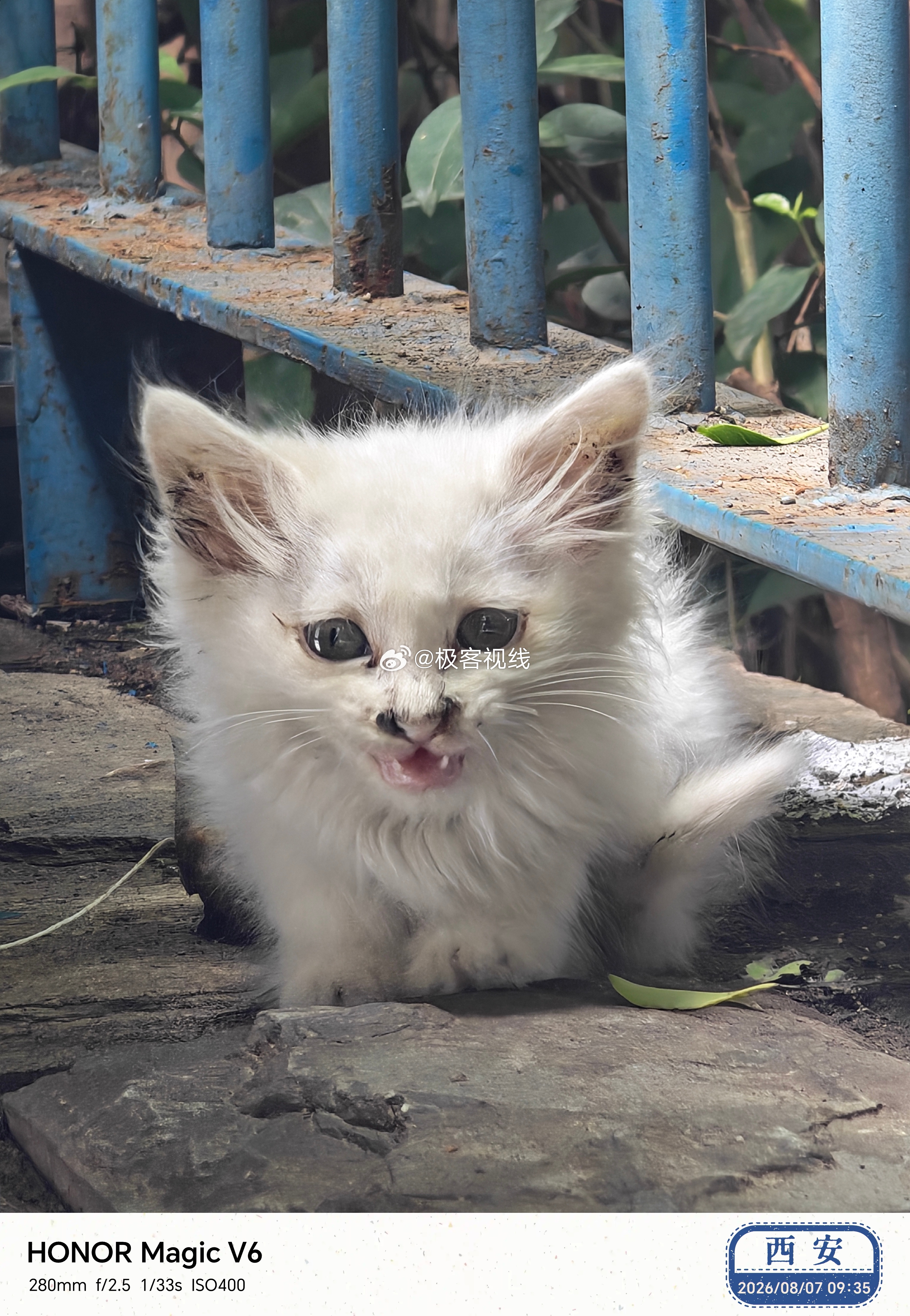 公司的小猫终于逮住了，好心的同事已经领养，打疫苗驱虫，以后就要过上幸福的生活了最