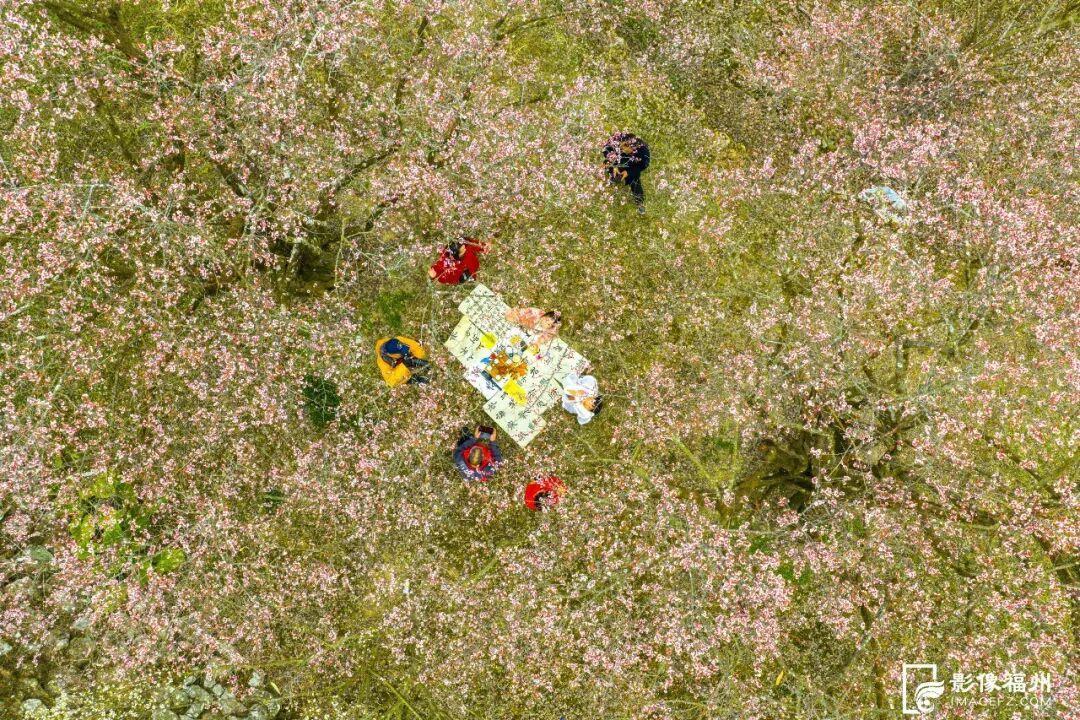 【福州竟藏着一片梅雪  迎来梅花季！】

眼下正是永泰梅花竞相绽放的时节，连片青