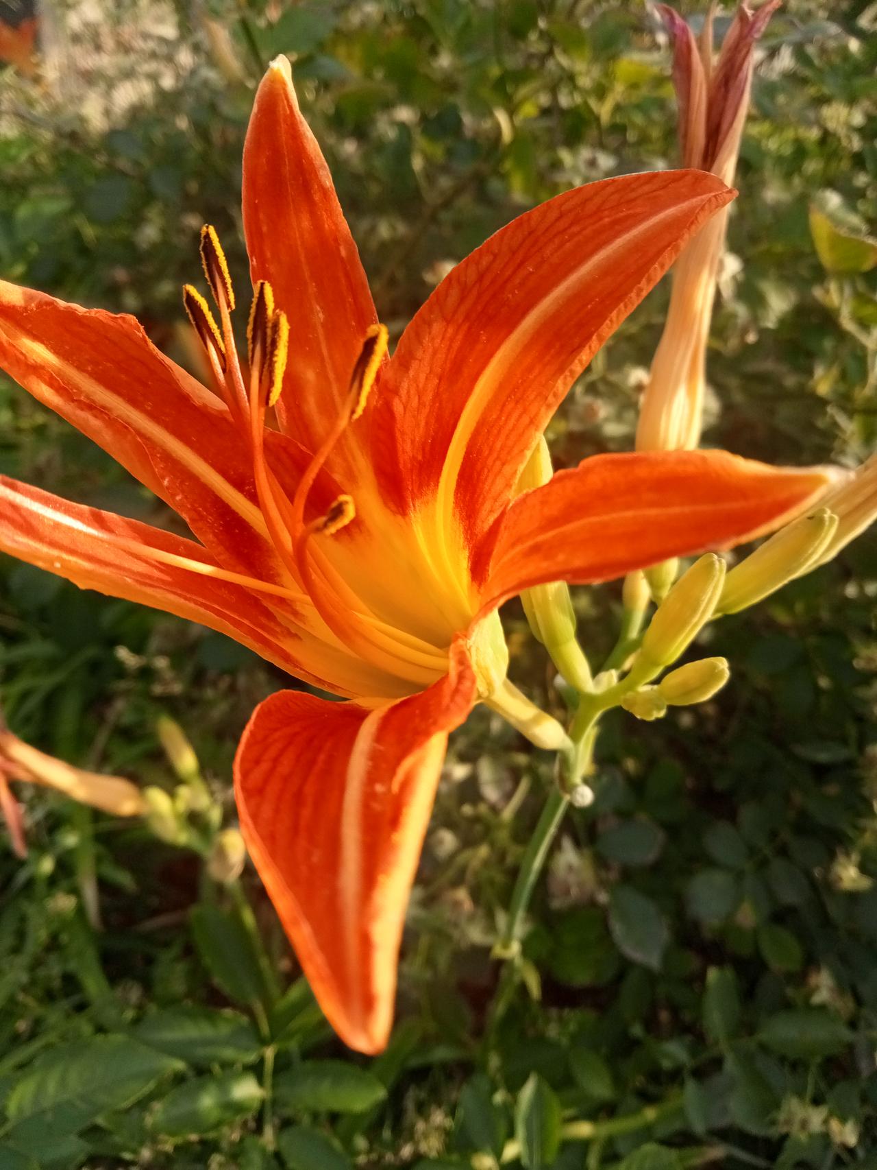 晒晒你手机中最美的一张野花图片