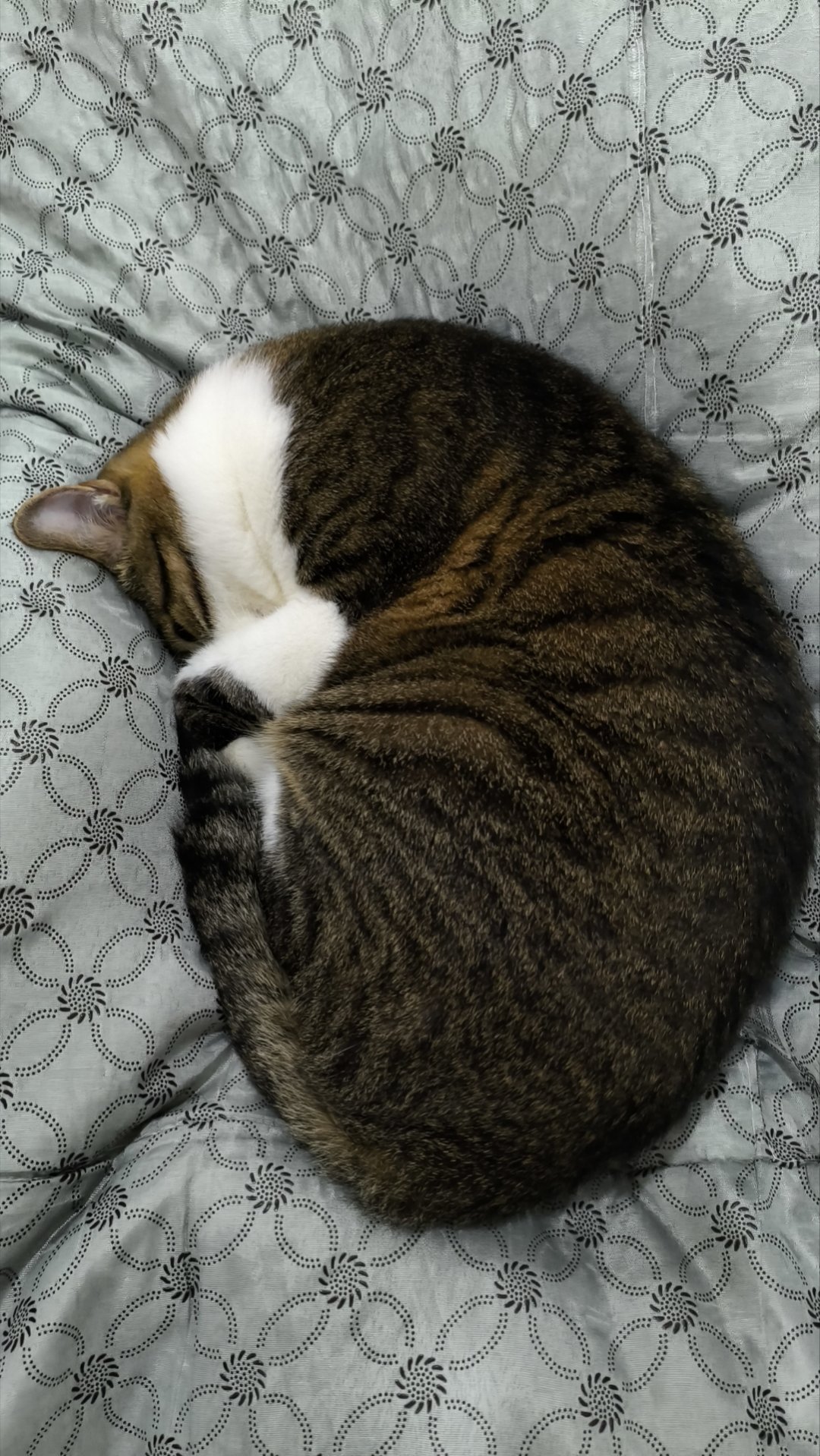 签到签到签到签到[喵喵]今天上班，没吃好吃的，发个圈圈           