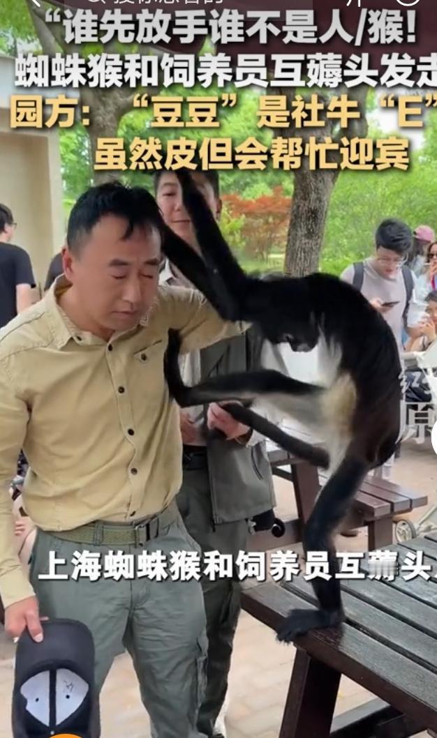 最近，一段蜘蛛猴和饲养员互薅头发的视频火了。视频里，蜘蛛猴“毛毛”和饲养员小陈开