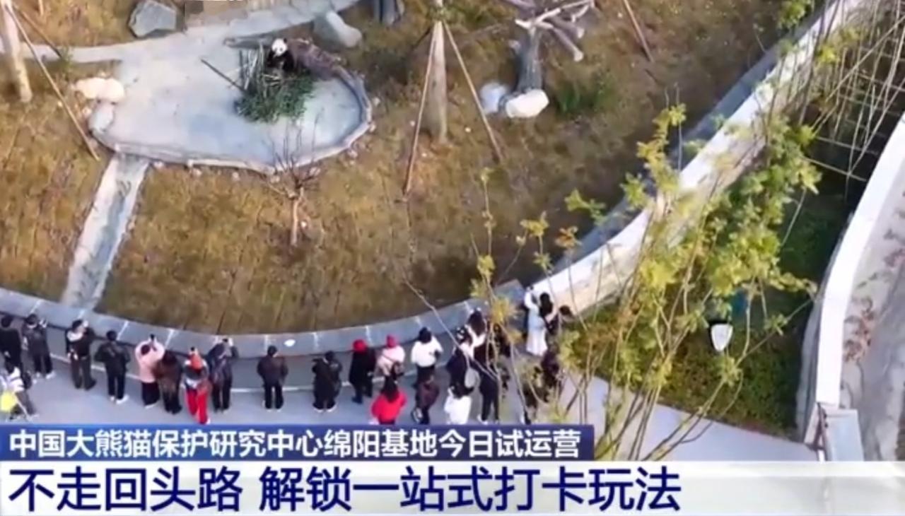 中国大熊猫保护研究中心绵阳基地开启试运营，“海归”大熊猫齐聚新家园，双胞胎熊猫更