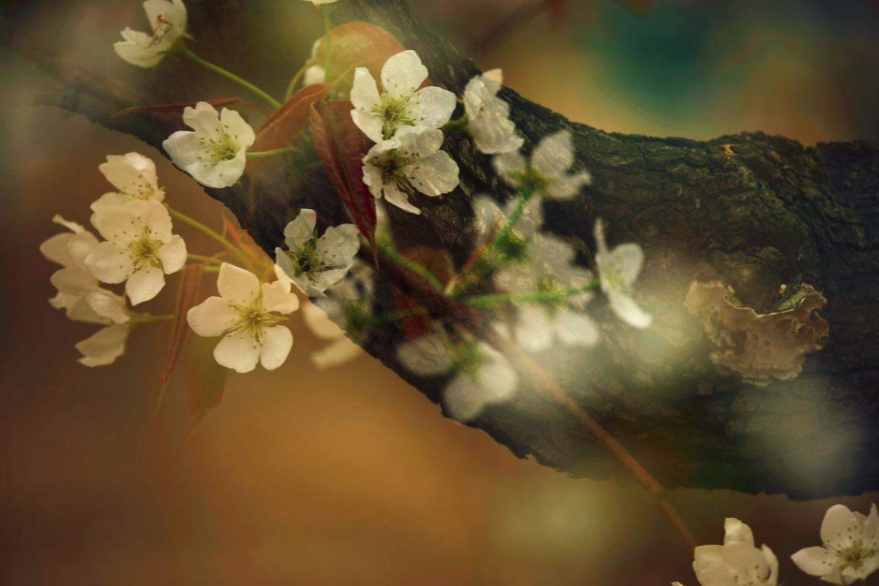 春在枝头，梨花带雨，风过处，皆是温柔。