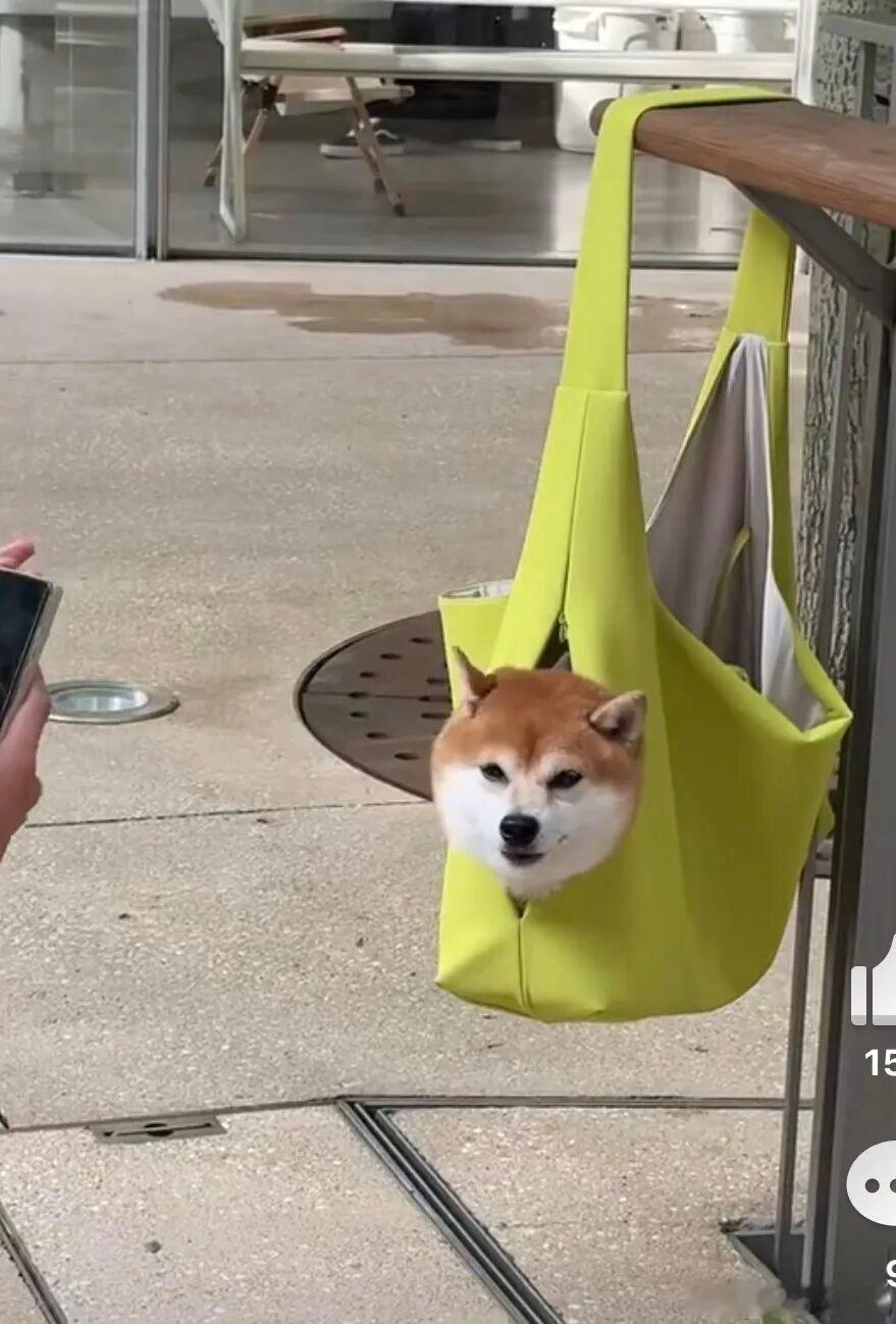 一粒狗头 宠物卖萌中心 ​​​