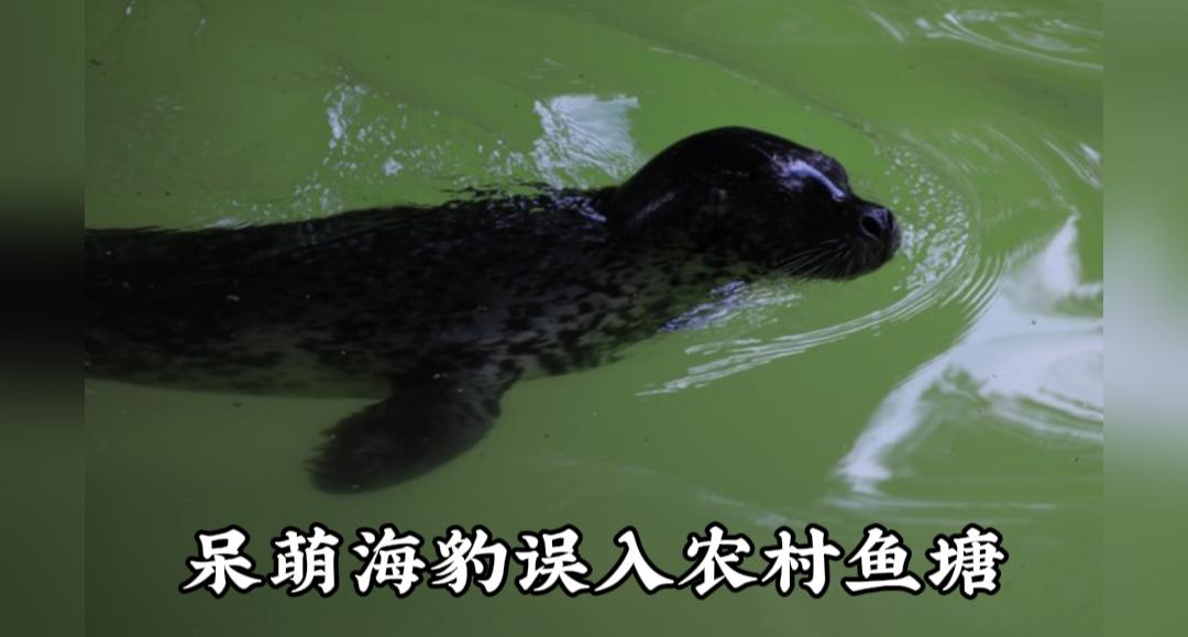 罕见！海豹闯进农村鱼塘，这一幕太奇妙
 
世间奇遇！本该生活在大海的海豹，竟然现