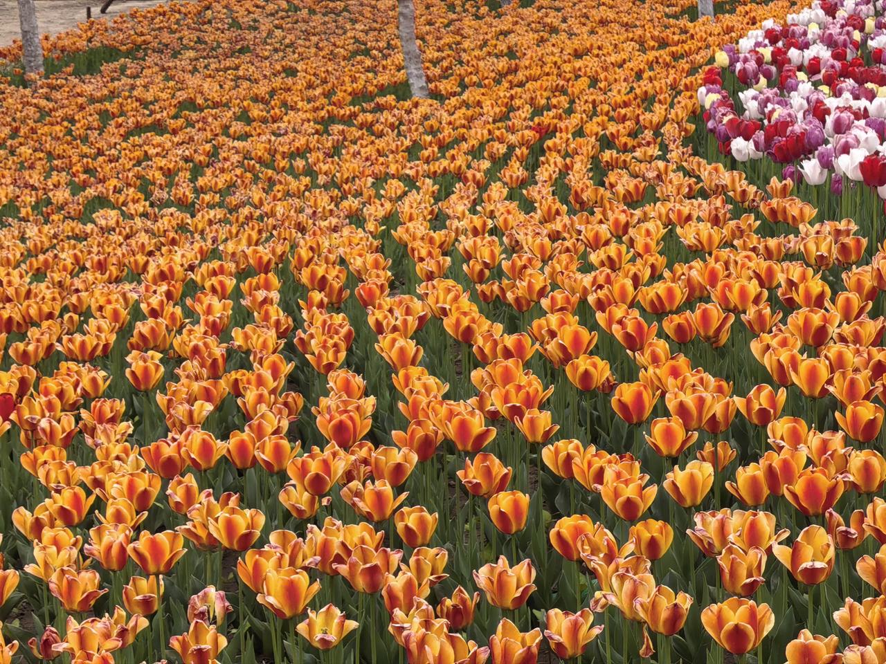 山西太原晋阳湖公园盛开的郁金香是春日里最温柔的诗篇。每一朵郁金香背后，都藏着春天