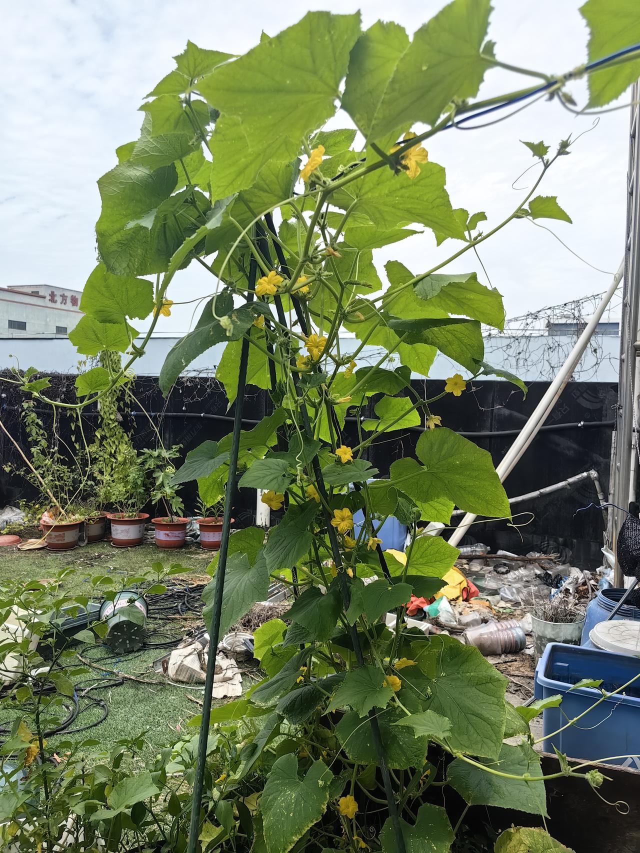 种了两棵瓜，结果老是不坐果。
今天准备给弄点叶面肥试试看
小瓜成型了以后，过几天