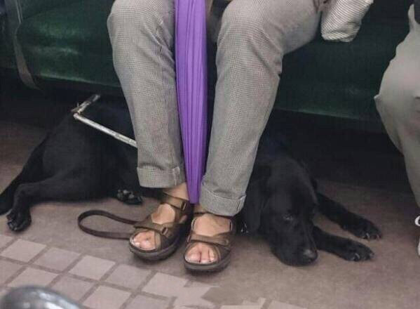 一妹子在地铁上拍到一只懂事的导盲犬：匀速带着主人穿过人群，来到一个较空的位子，确