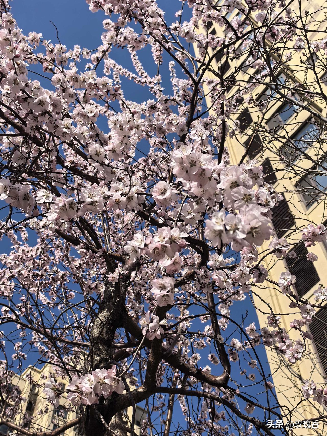 怎么样让自己保持快乐的心情春天了，还想着去年冬天的雪，你能开心快乐吗？所以春天就