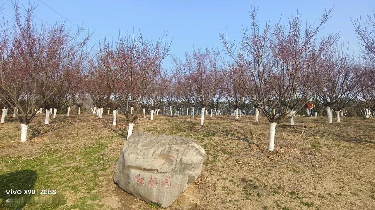 分享手机里随手拍的风景照片遛弯到高速路口，红梅园的梅花已经打苞啦，蓝天白云阳光正