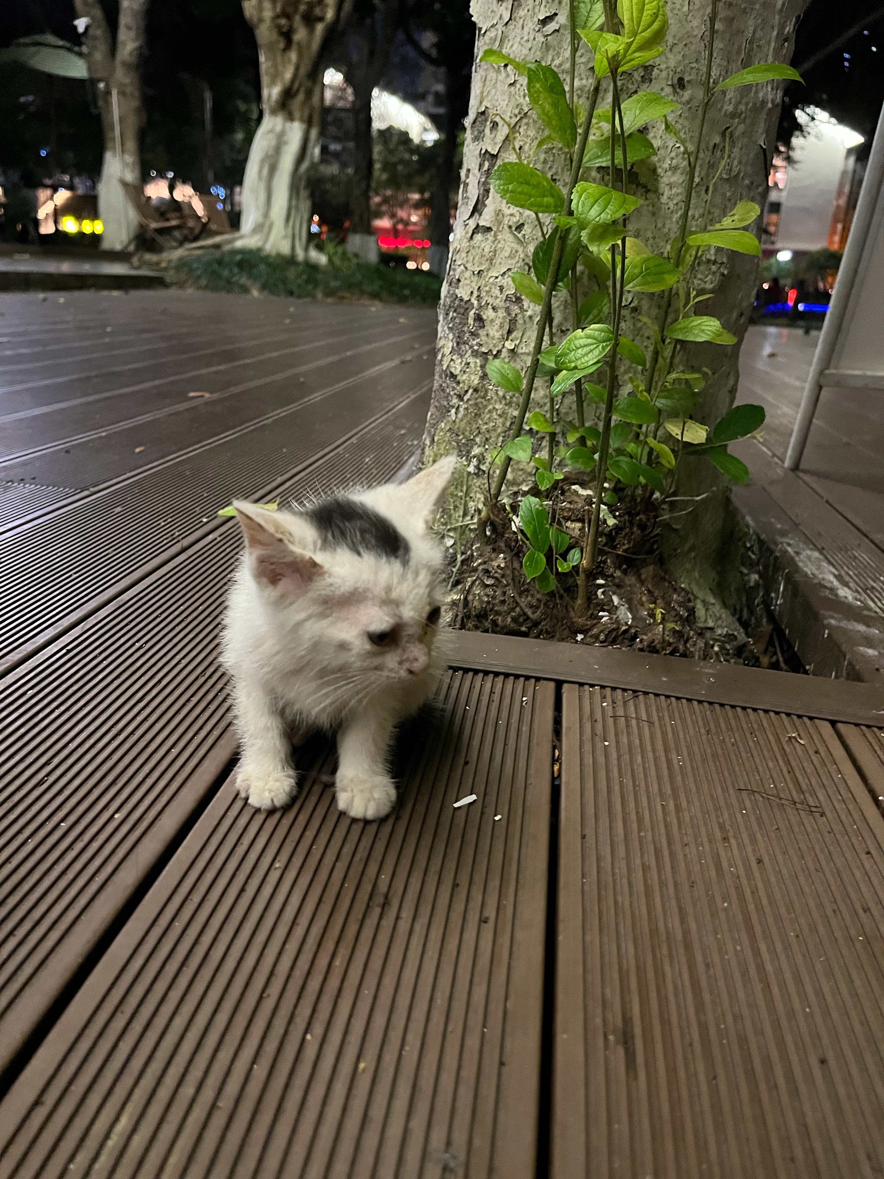 出来消食，遇到一只脏兮兮的小奶猫 