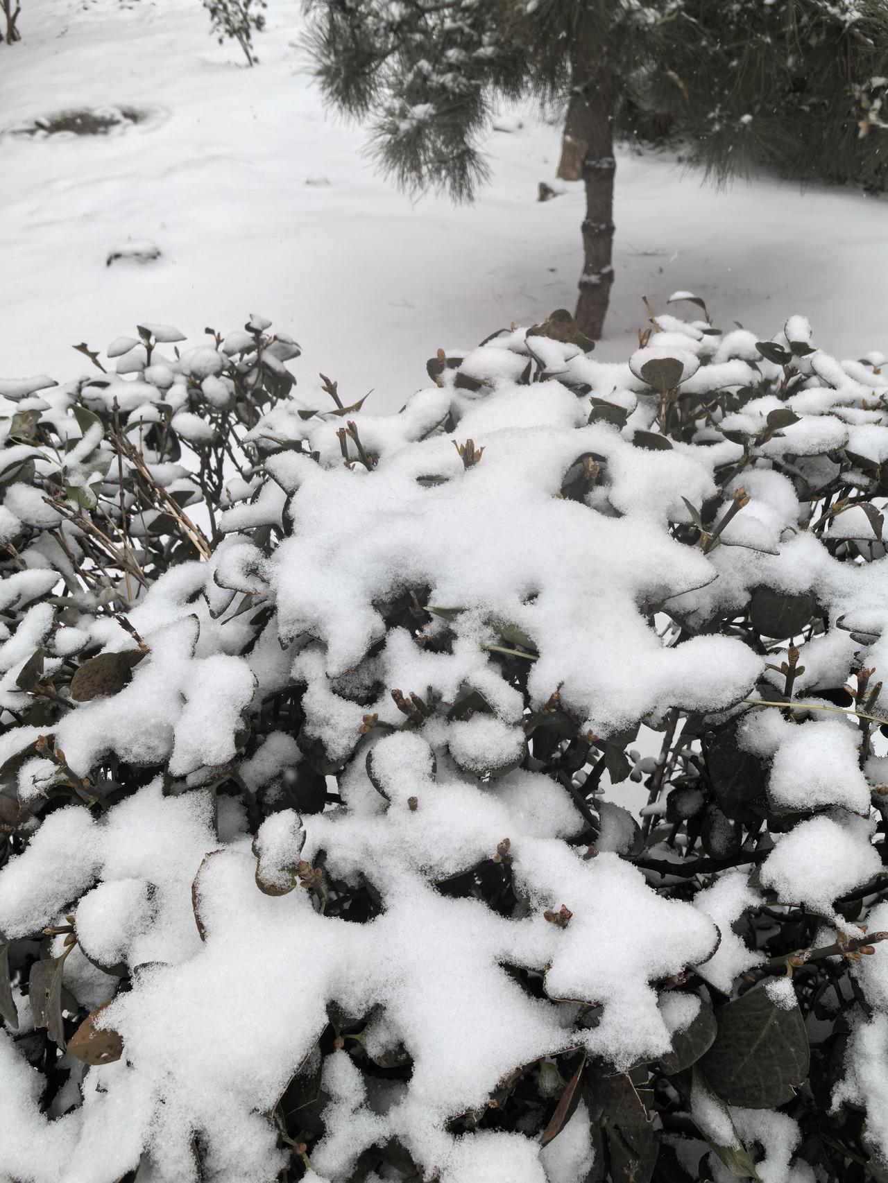 分享一张最近随手拍的照片