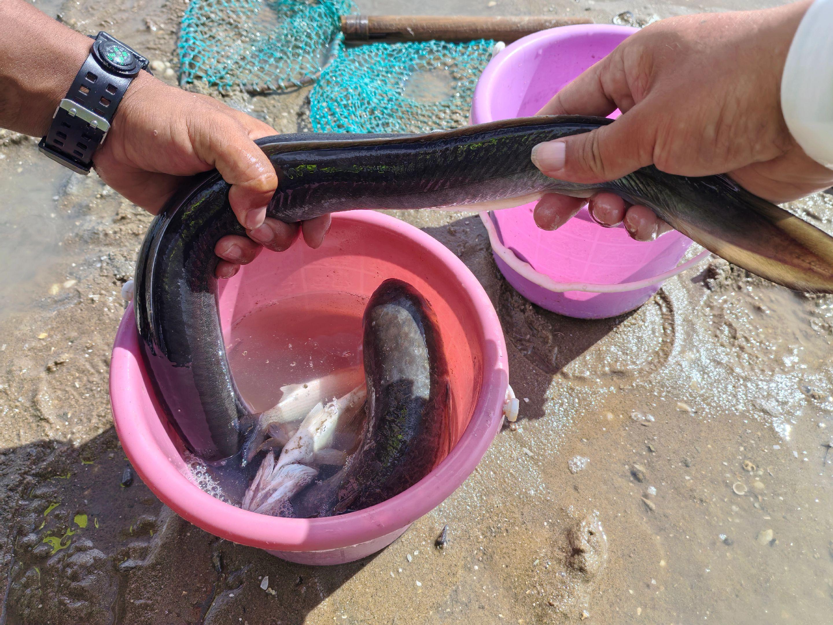 这是什么鱼，从来没见过。