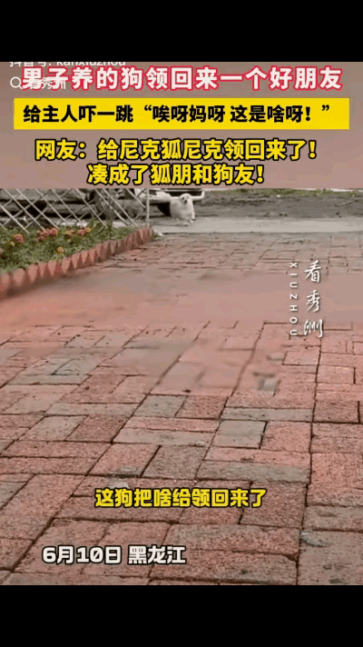 "笑岔气了!"黑龙江，一男子养的狗子不见了，喊了一声后，狗子竟跑了回来，令男子没