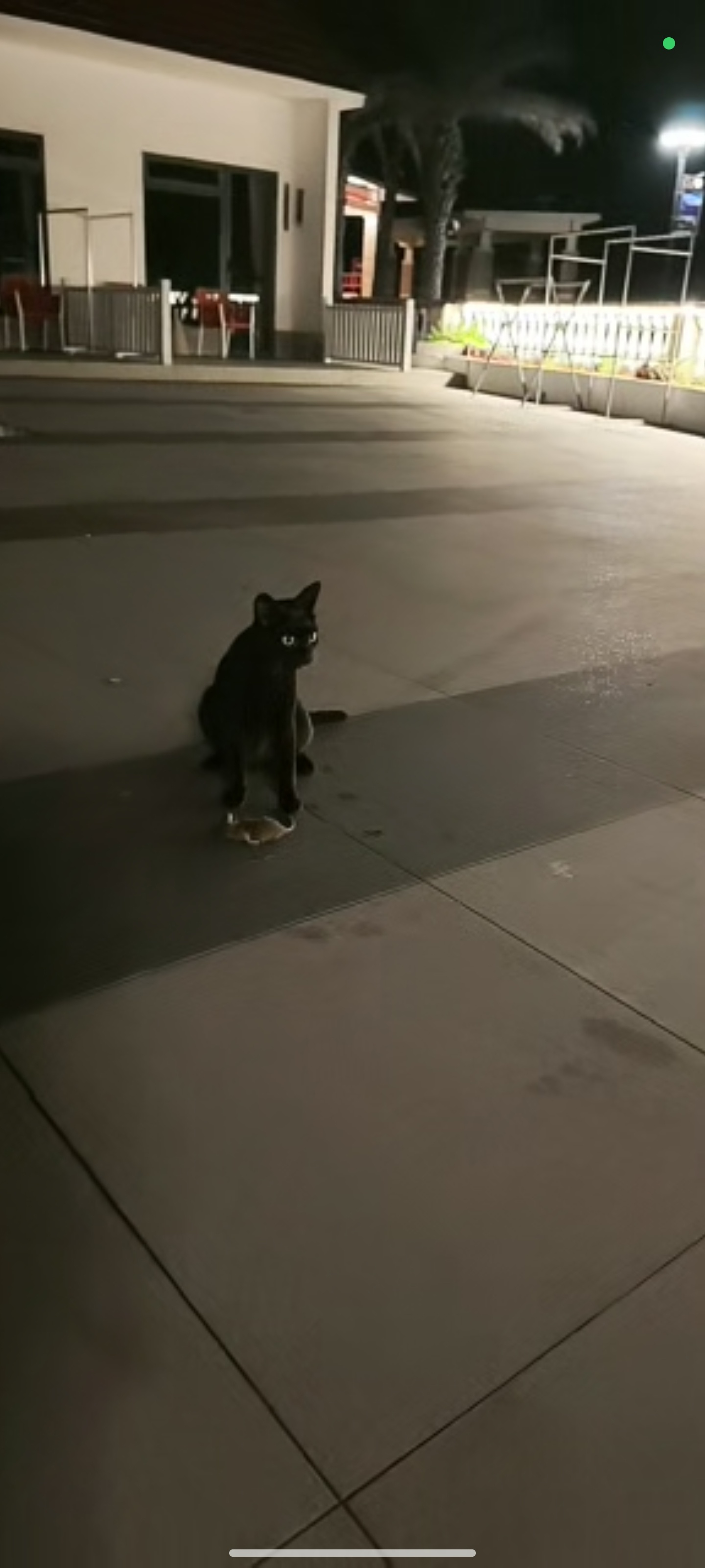 一只小野猫，一会在人前就抓到两个老鼠，嘎嘣脆。一点不怕人。神态特别像日本动漫里面