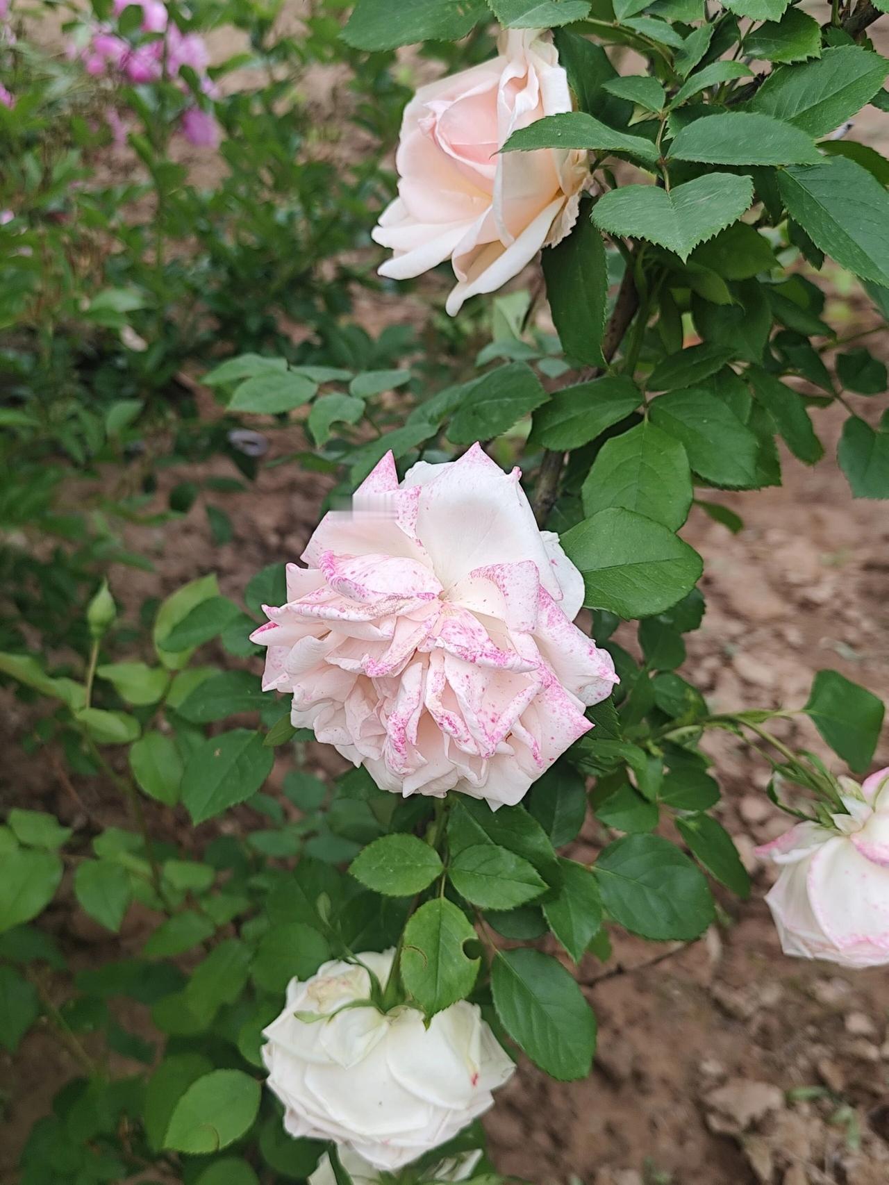 随手分享你相册里都美好