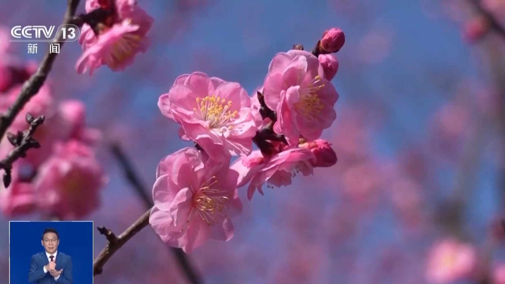 【#天文专家辟谣马年无春不宜结婚# 】#无春年双春年都不鲜见并非异象# 丙午马年