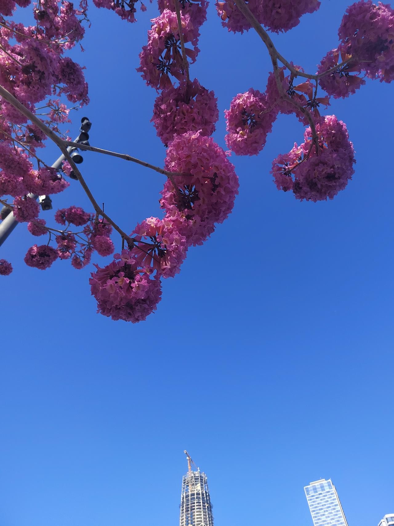 冬天欣赏这种紫林木花，真的是太美了，今天的天气很好，来到深圳海滨公园，这个功能爱
