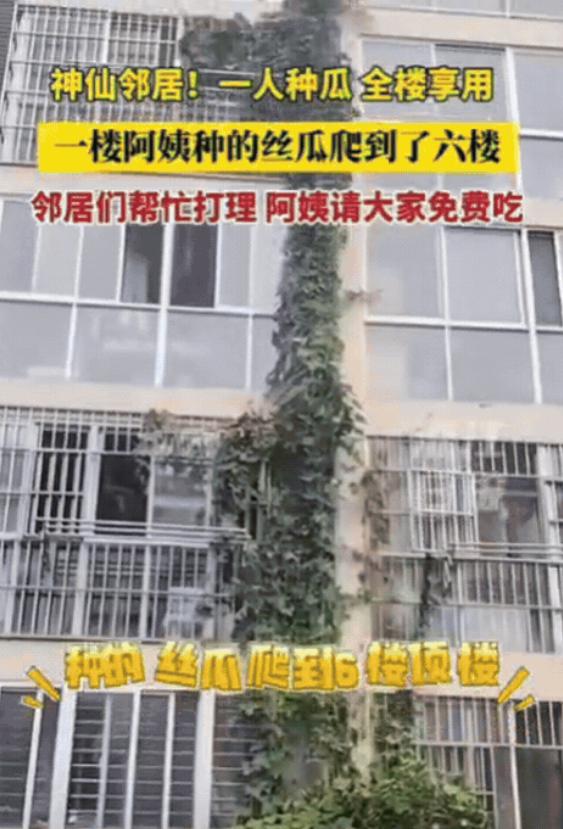 这下出名了，不仅邻居知道了，全国人民都知道了！
江苏连云港，一楼阿姨种的丝瓜，竟