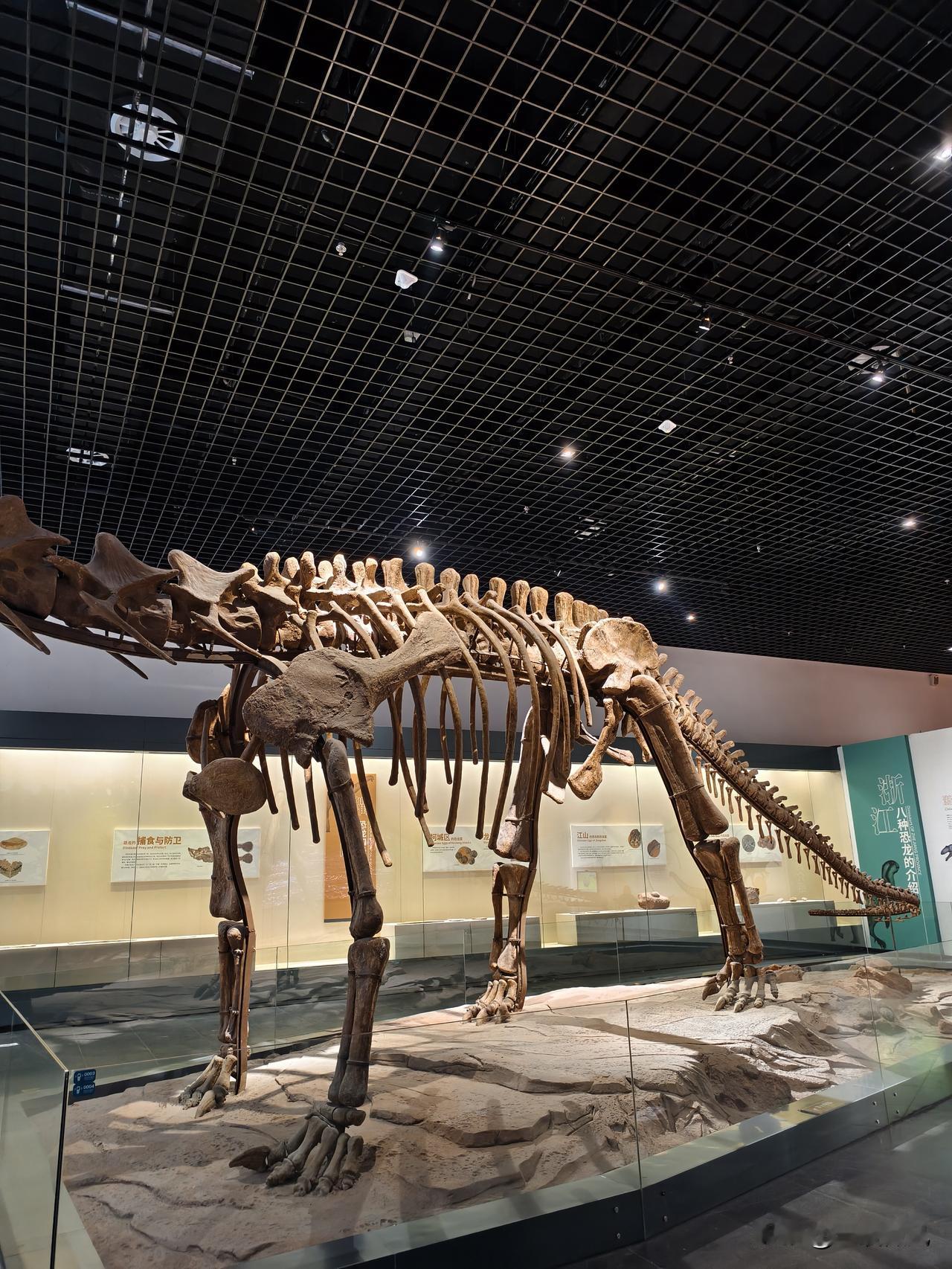 到衢州博物馆，一进去就看见这么大一个恐龙，很壮观。
朋友还在旁边问，这是不是真的