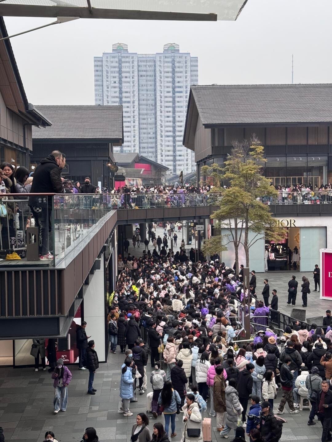 邓为成都Dior线下活动，粉丝还特地搬来了一棵树，走哪都不忘给《仙台有树》宣传[