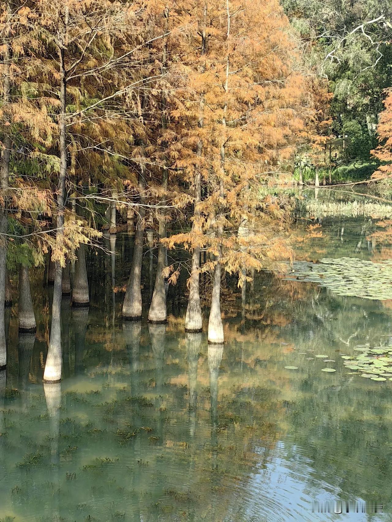 误闯广州麓湖公园“水墨画”！麓湖公园的落羽杉红了！！