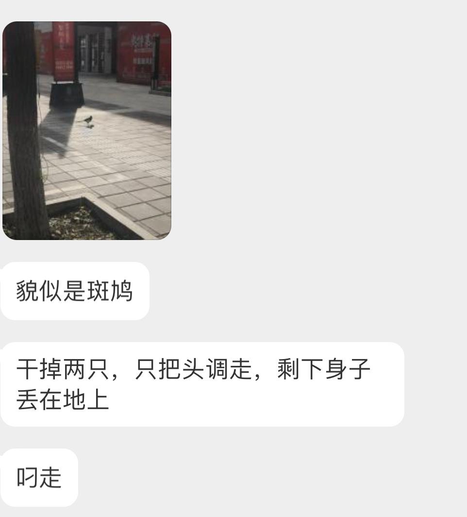#鸟粉投稿# 吃脑花的喜鹊它是逮到啥吃啥两只倒霉的珠颈斑鸠幼鸟… ​​​