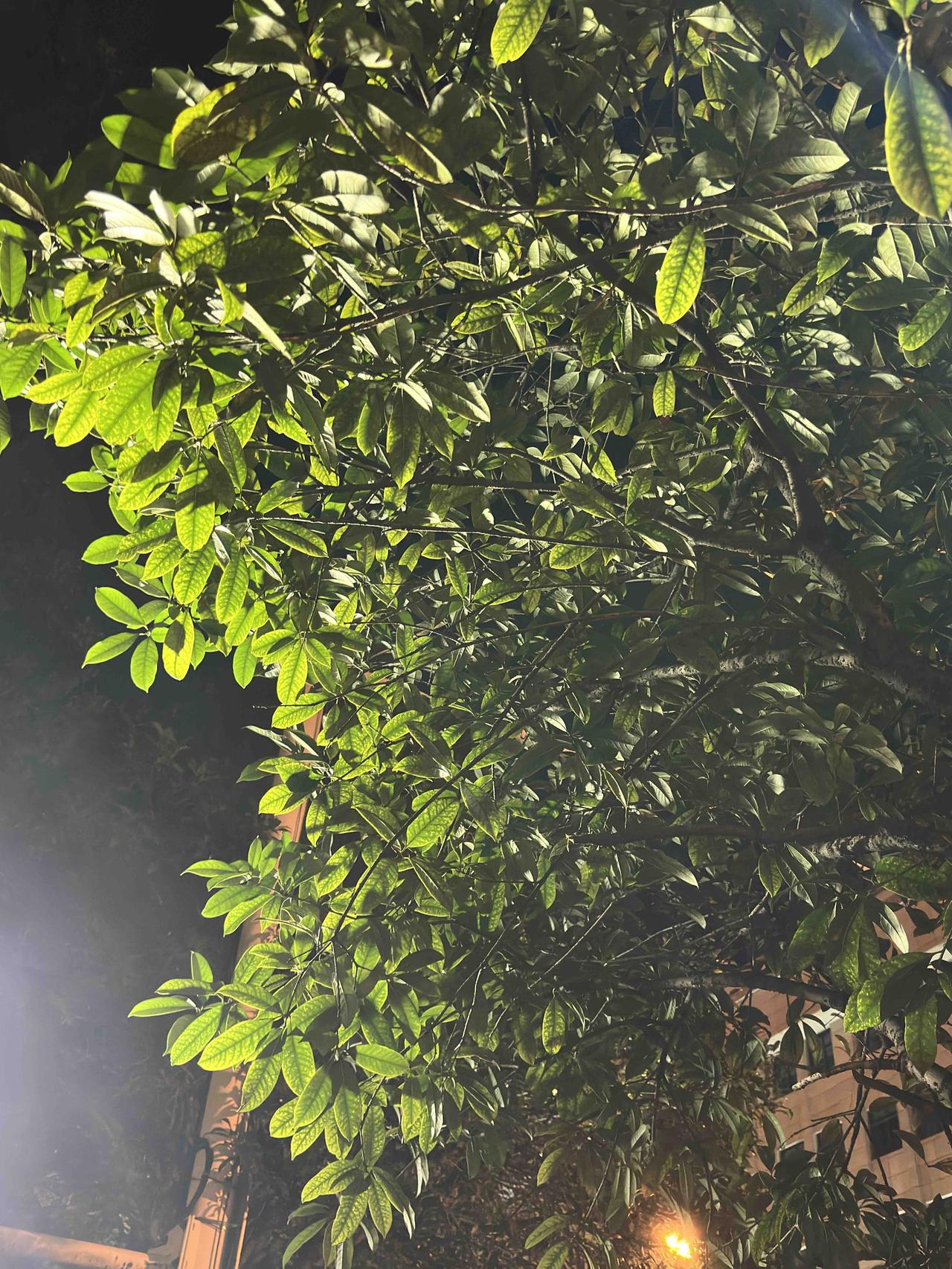 中秋节都过了，这一路的桂花竟然还没有开！

好久没到这边散步了，突然想起八月桂花