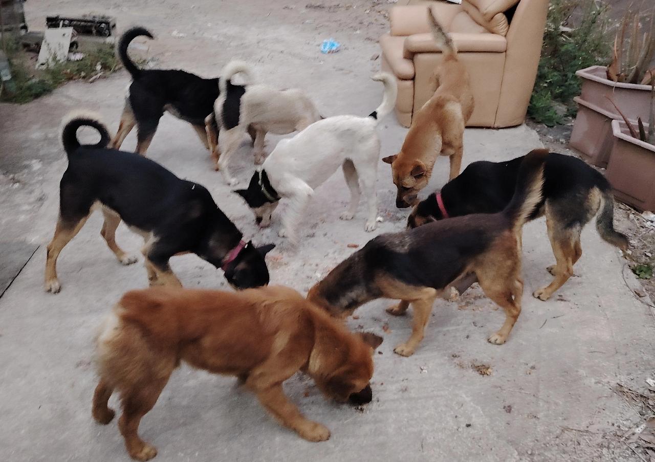 小家伙们埋头干饭，吃的香。