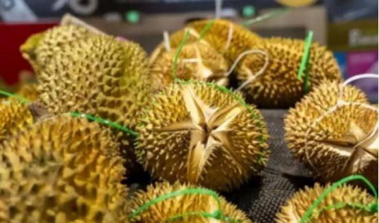 失去中国市场后，大量水果烂在地里卖不掉，现在开始后悔得罪中国。

阿基诺三世当总