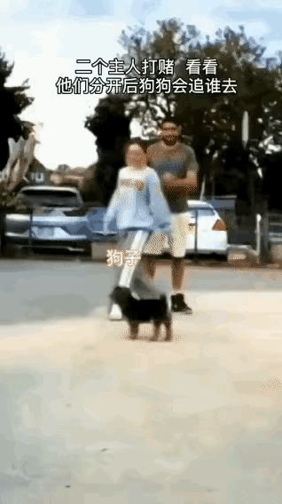 看看这个小黑狗儿，是不是像极了离婚时候的孩子：跟着妈妈还是跟着爸爸？
虽然，这个