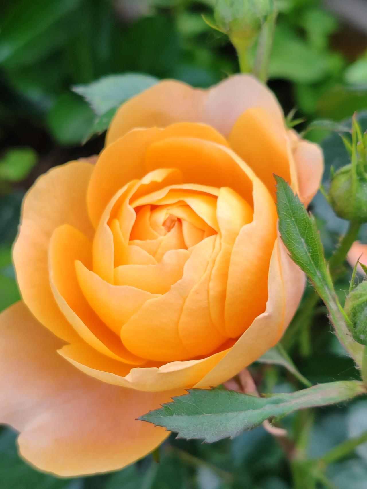 请分享一下漂亮的花卉照片