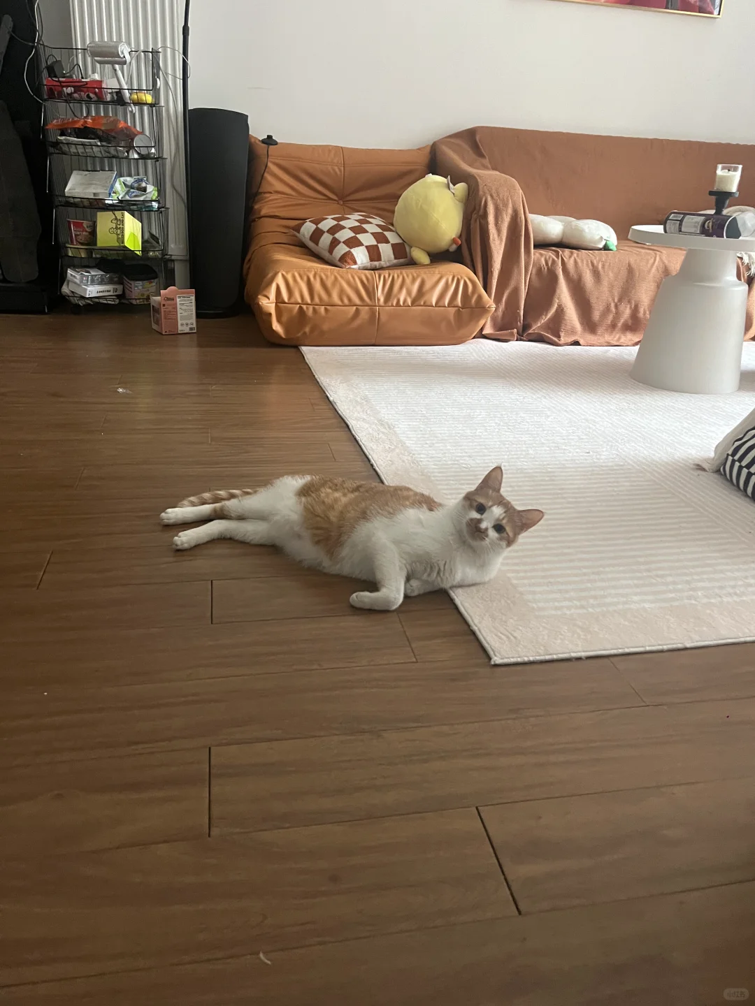 上次还想带他出去，做了个梦差点吓死了