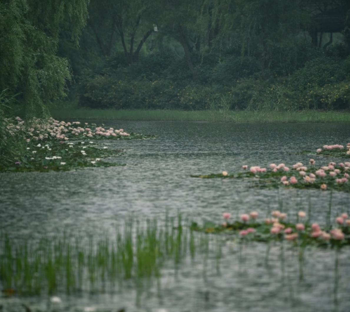 《如梦令》
遇雨无端应恼，乍瞥一隅荷俏。
点滴任风斜，落入眉心多少？
也好，也好