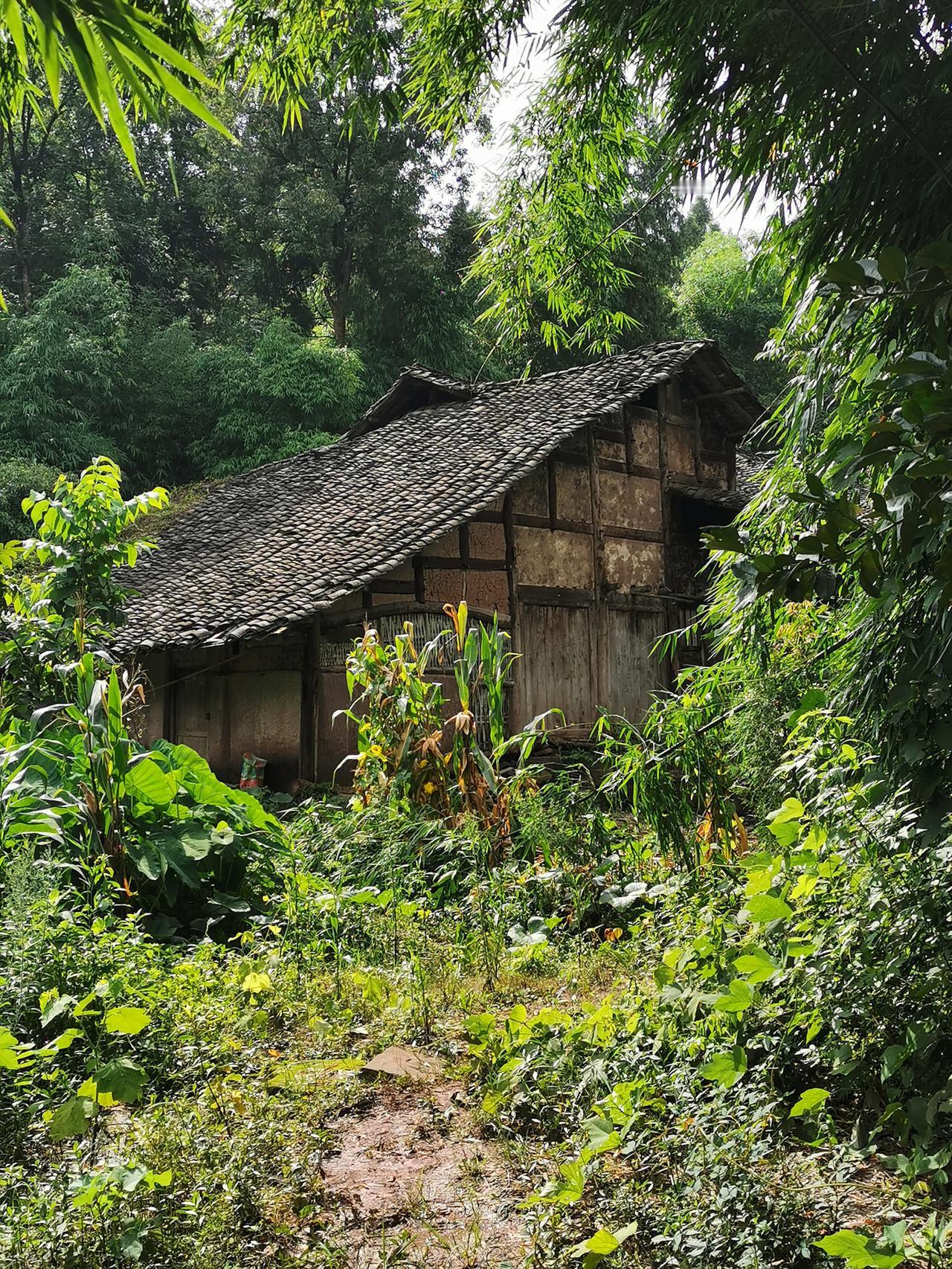 这是我的老家，位于四川省中部一座小山村，村子里己经没人了，青瓦房也己破败不堪了，