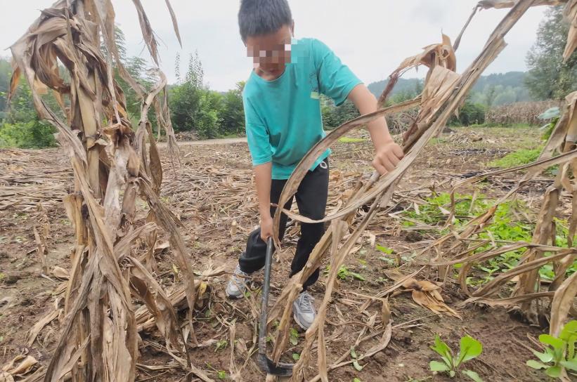 9岁就能推着几百斤苞谷下山，13岁考进年级前三！这个“砍苞谷的男孩”看哭了多少人