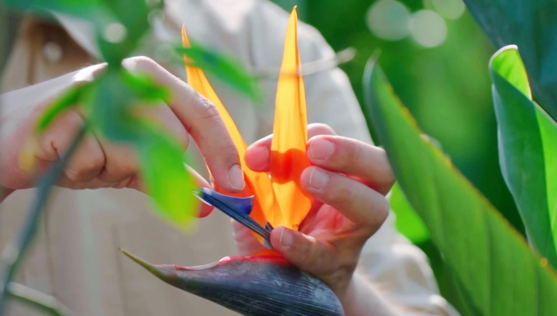 原来天堂鸟还会开花会招待小鸟的花花你见过吗 天堂鸟即鹤望兰，花姿优雅颜值高，暗藏