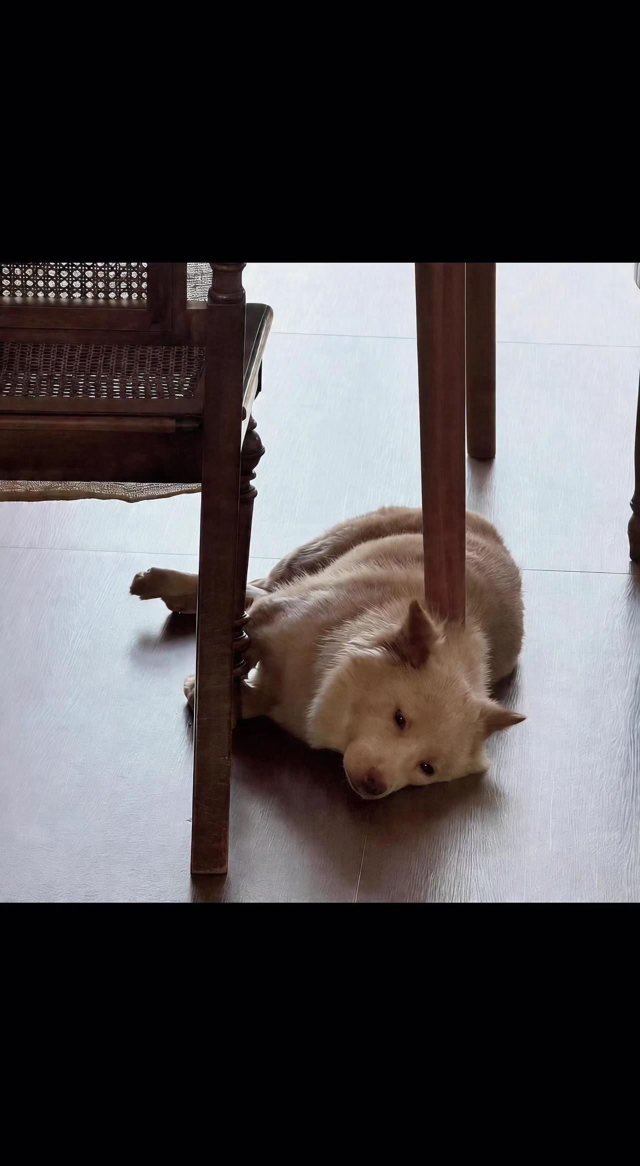 ☀️光影漏进木椅缝，小狗蜷成一团云☁️。时光在它睫毛上打盹，岁月忽慢忽暖✨。